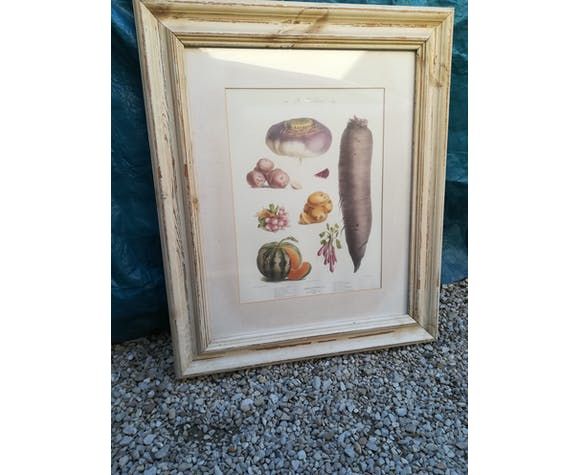 Framed Botanical Plate, Vegetables photo Art
