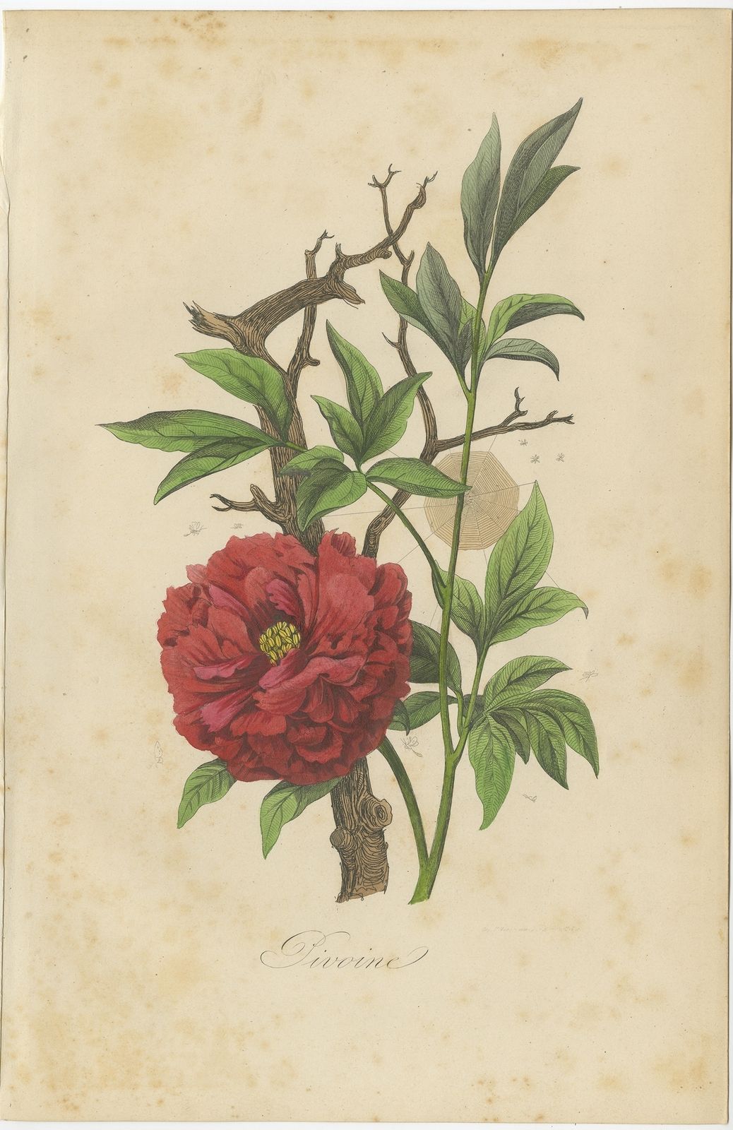 Antique Print Of The Peony Flowering Plant By Comte (1854)