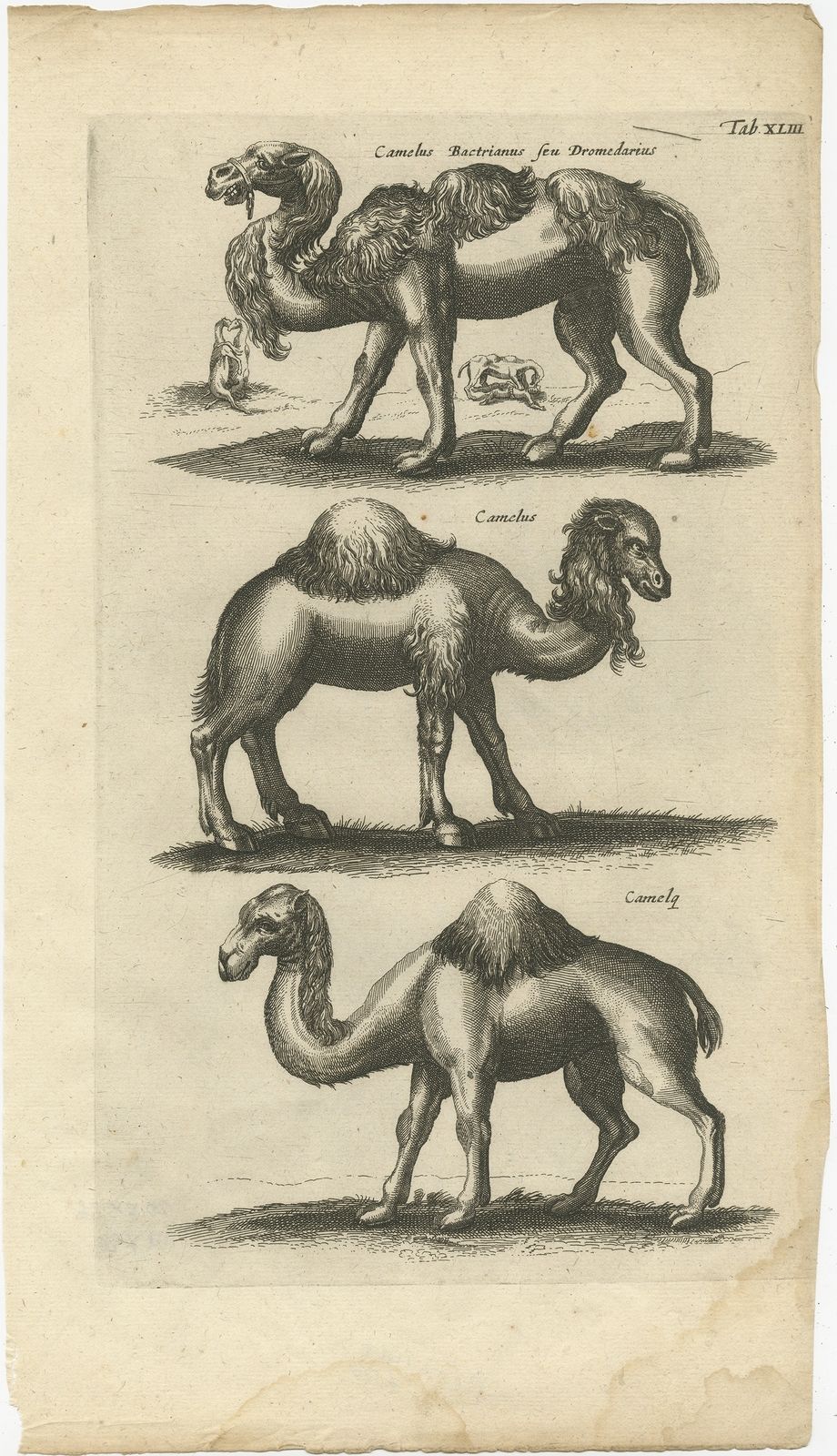 Pl. 43 Antique Print Of A Camel And Dromedary By Merian (1657)