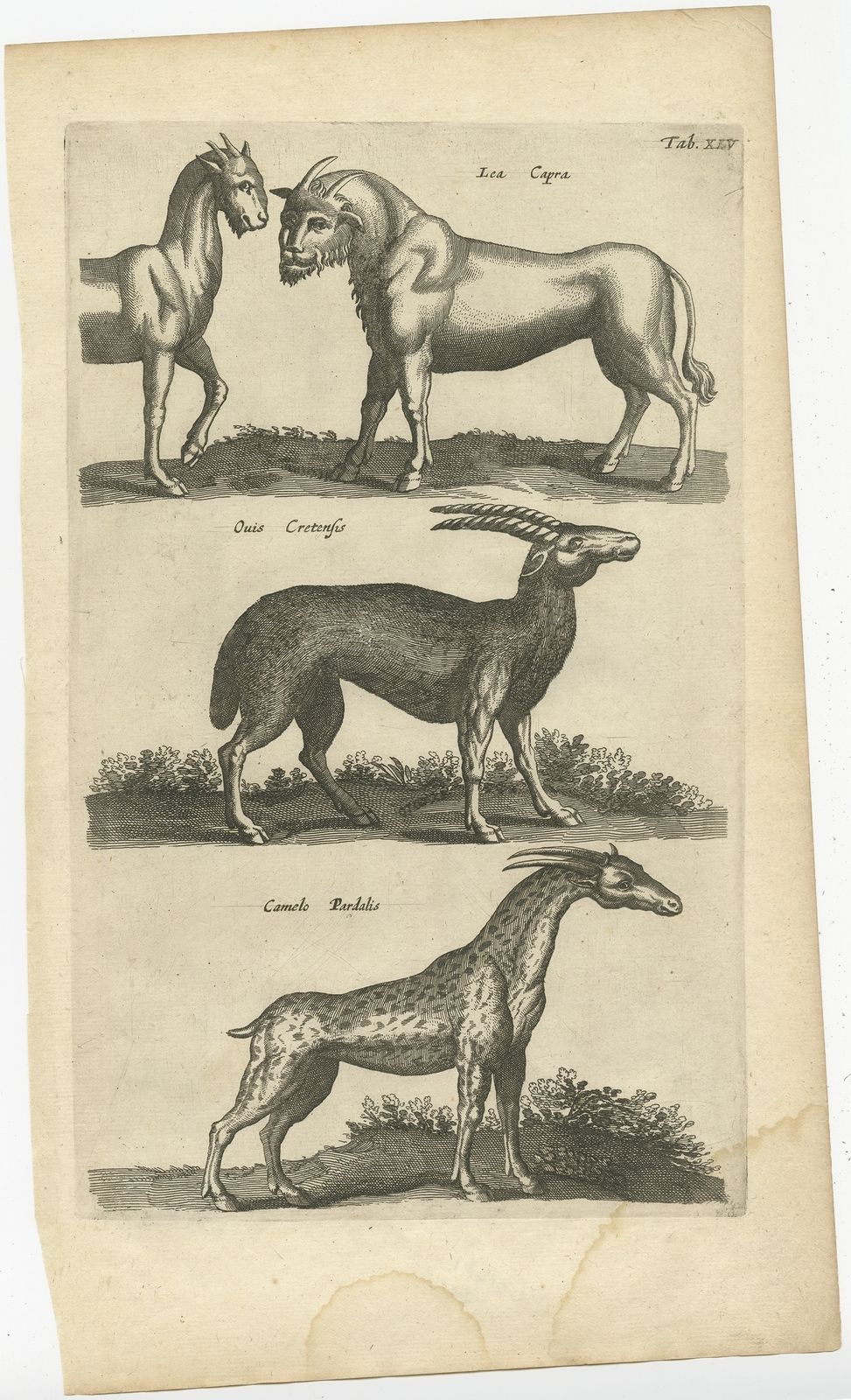 Pl. 45 Antique Print Of Various Animals By Merian (1657)