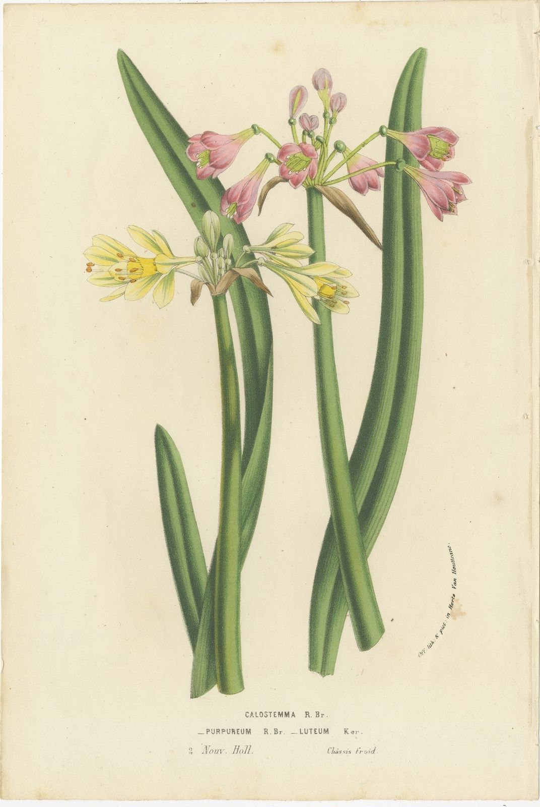 Antique Print Of Purple And Yellow Wilcannia Lilies By Van Houtte (1856)