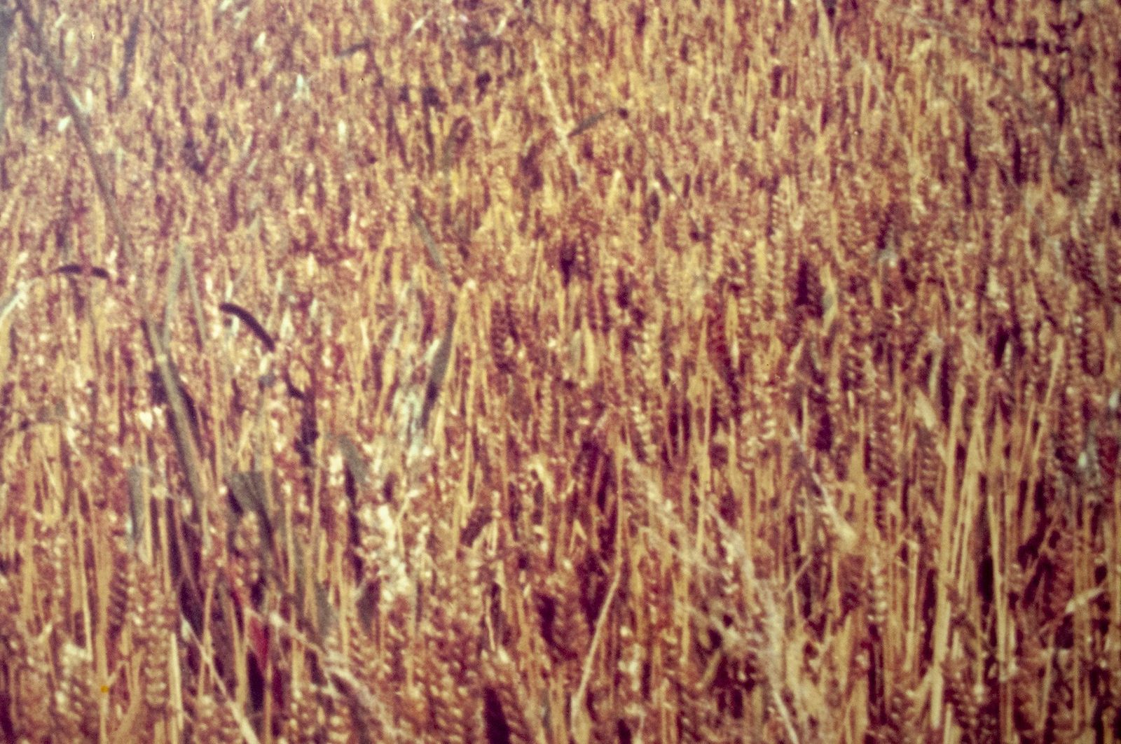 Vintage Italiaanse Fotoprint La Collina Van Luigi Ghirri Voor A. Villani & Figli, 1976 photo furniture
