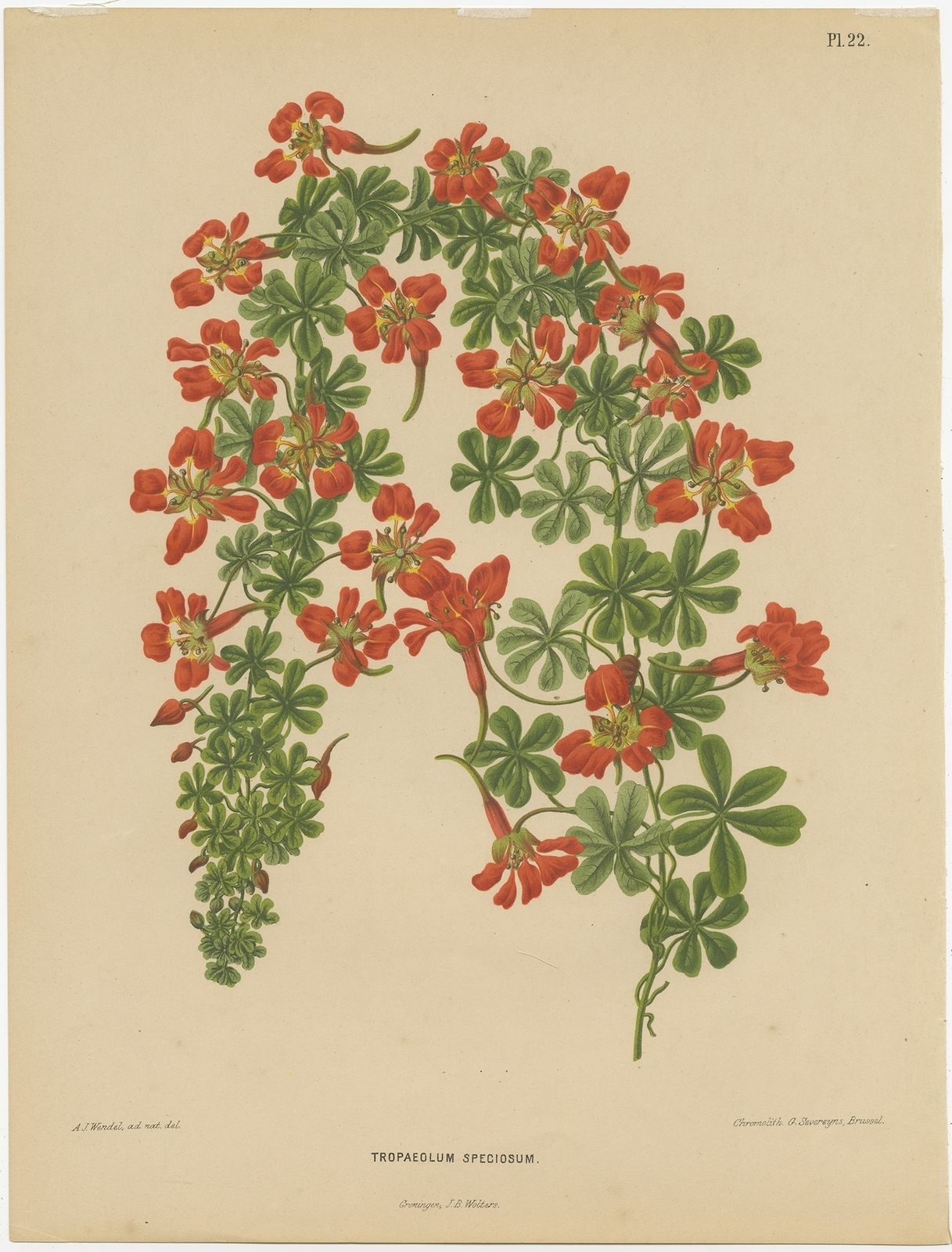 Antique Print Of The Tropaeolum Speciosum By Severeyns (1879)