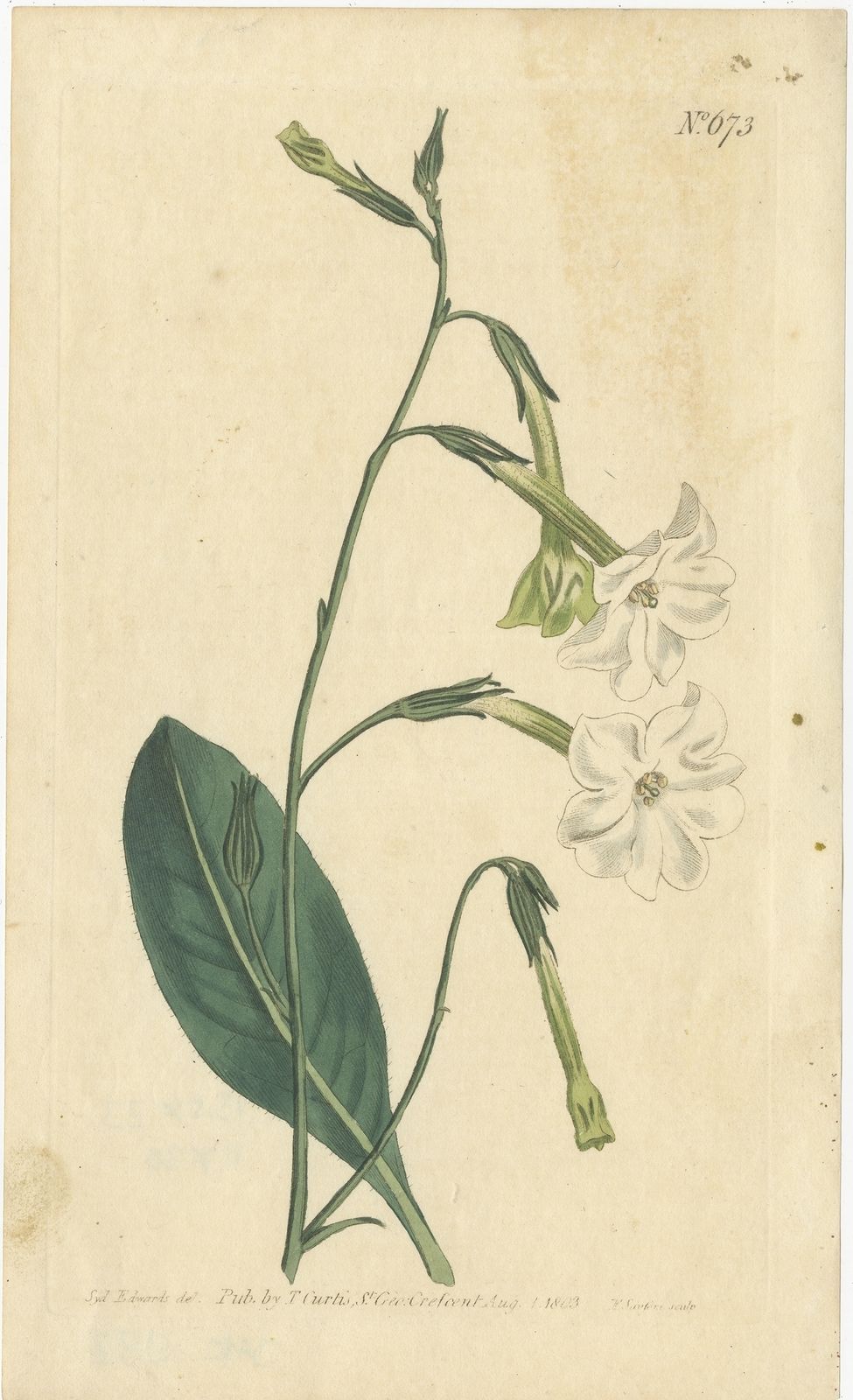 Antique Botany Print Of Nicotiana Undulata By Curtis (1803)