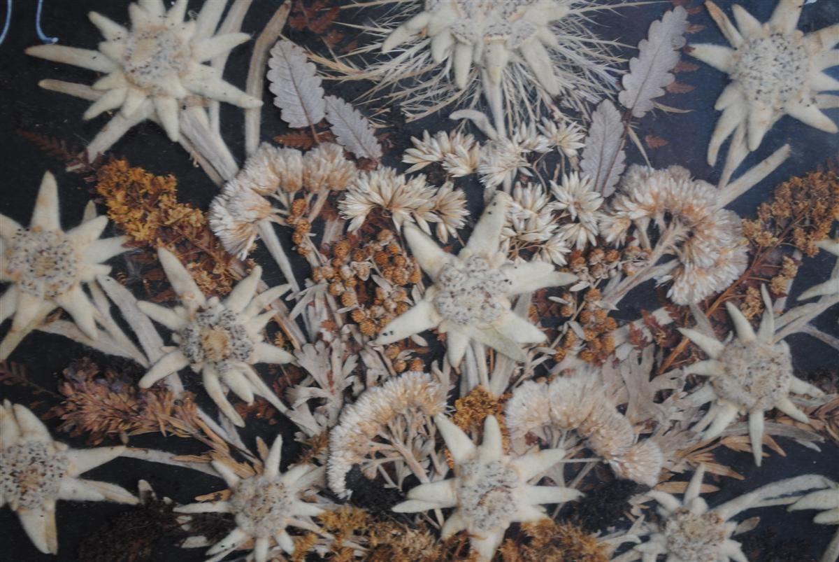 Souvenir Des Alpes Composition Of Dried Flowers Late 19th Century photo furniture