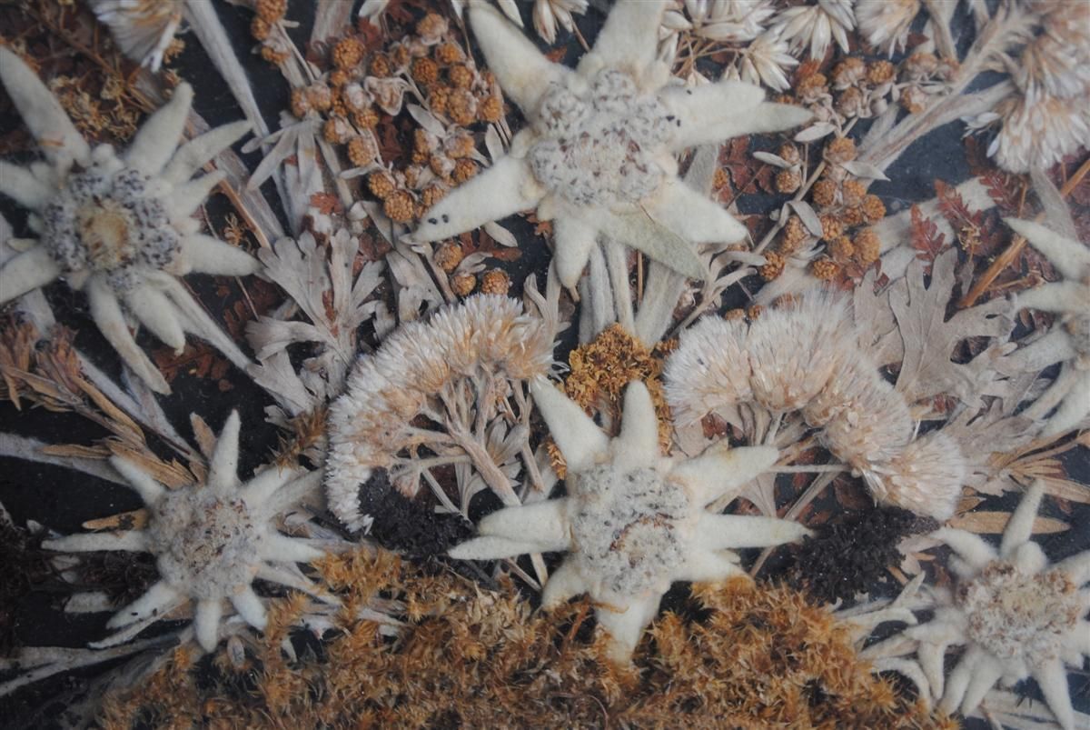 Souvenir Des Alpes Composition Of Dried Flowers Late 19th Century photo 1013.0