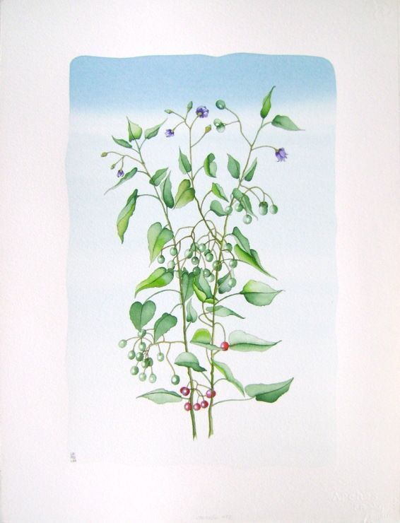 Griffouliere Jean Paul   Original Watercolor   Flowers N ° 4