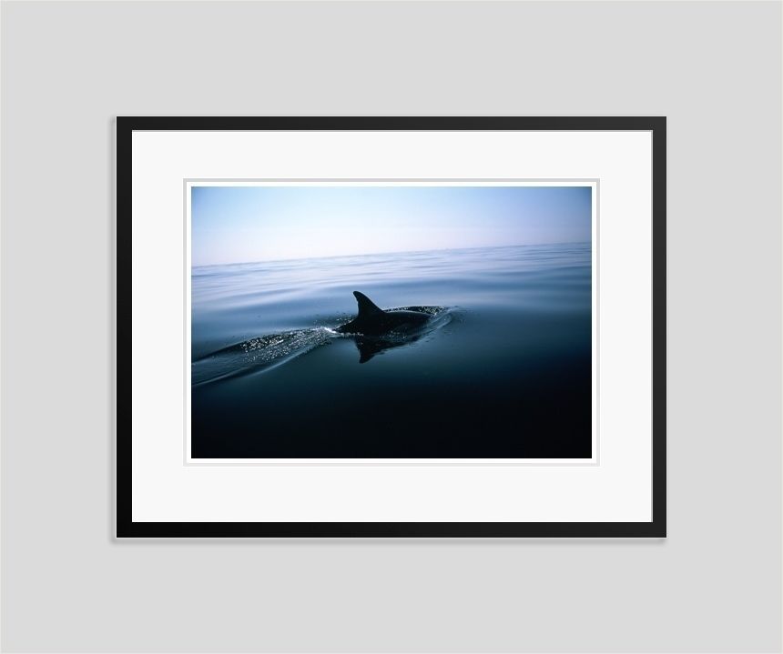 'Dolphin Fin' Tim Graham Fine Art Oversize Archival Pigment Print Framed In Black