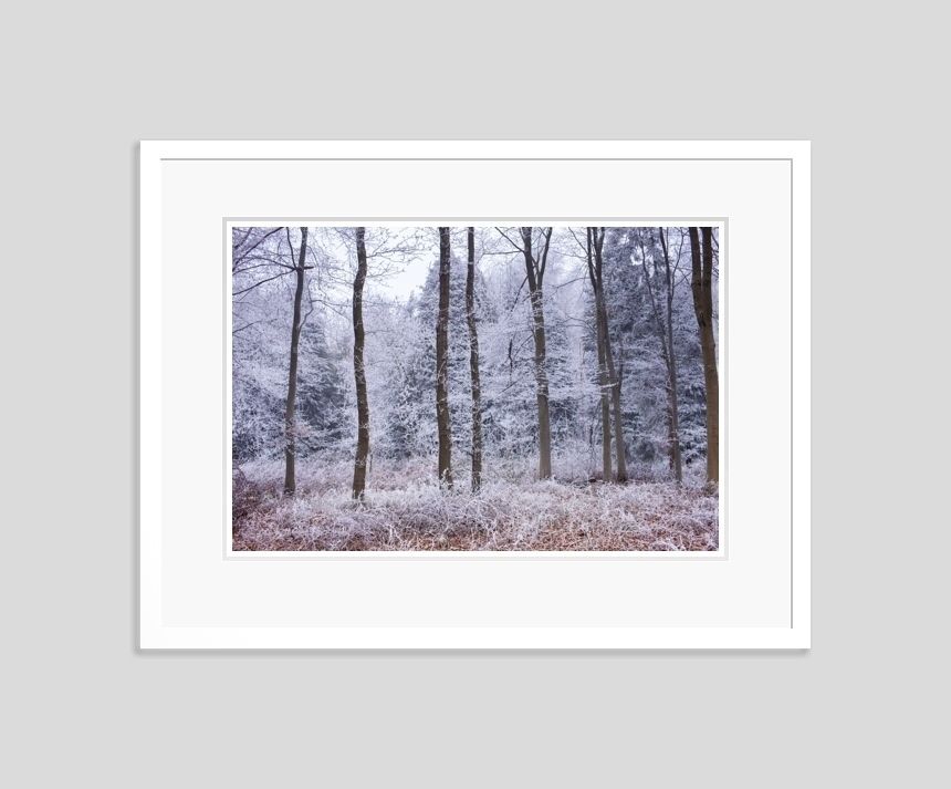 Tim Graham 'Fair Frost I' Fine Art Photography Open Edition Archival Pigment Print Framed In White