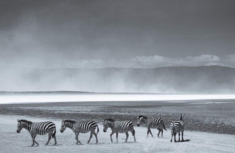 'Herd Of Zebra' Tim Graham Signed Limited Edition Oversize Archival Pigment Print Unframed