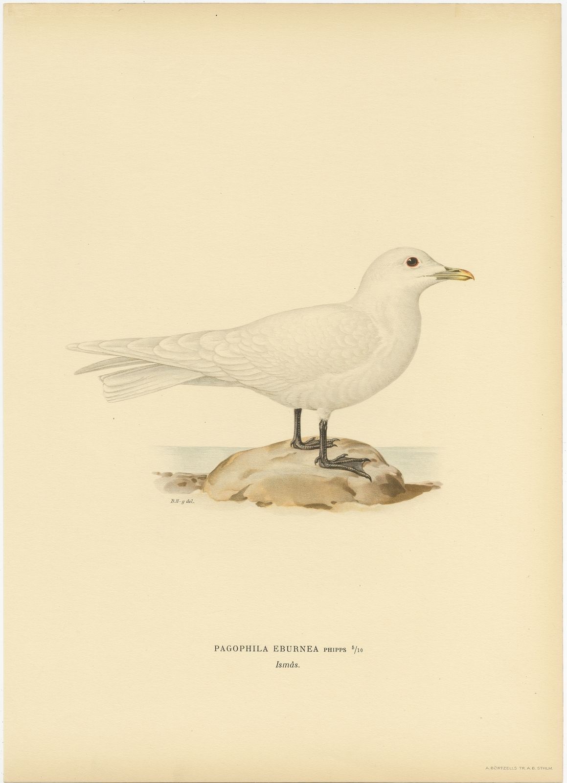 Antique Bird Print Of The Ivory Gull By Von Wright (1929)