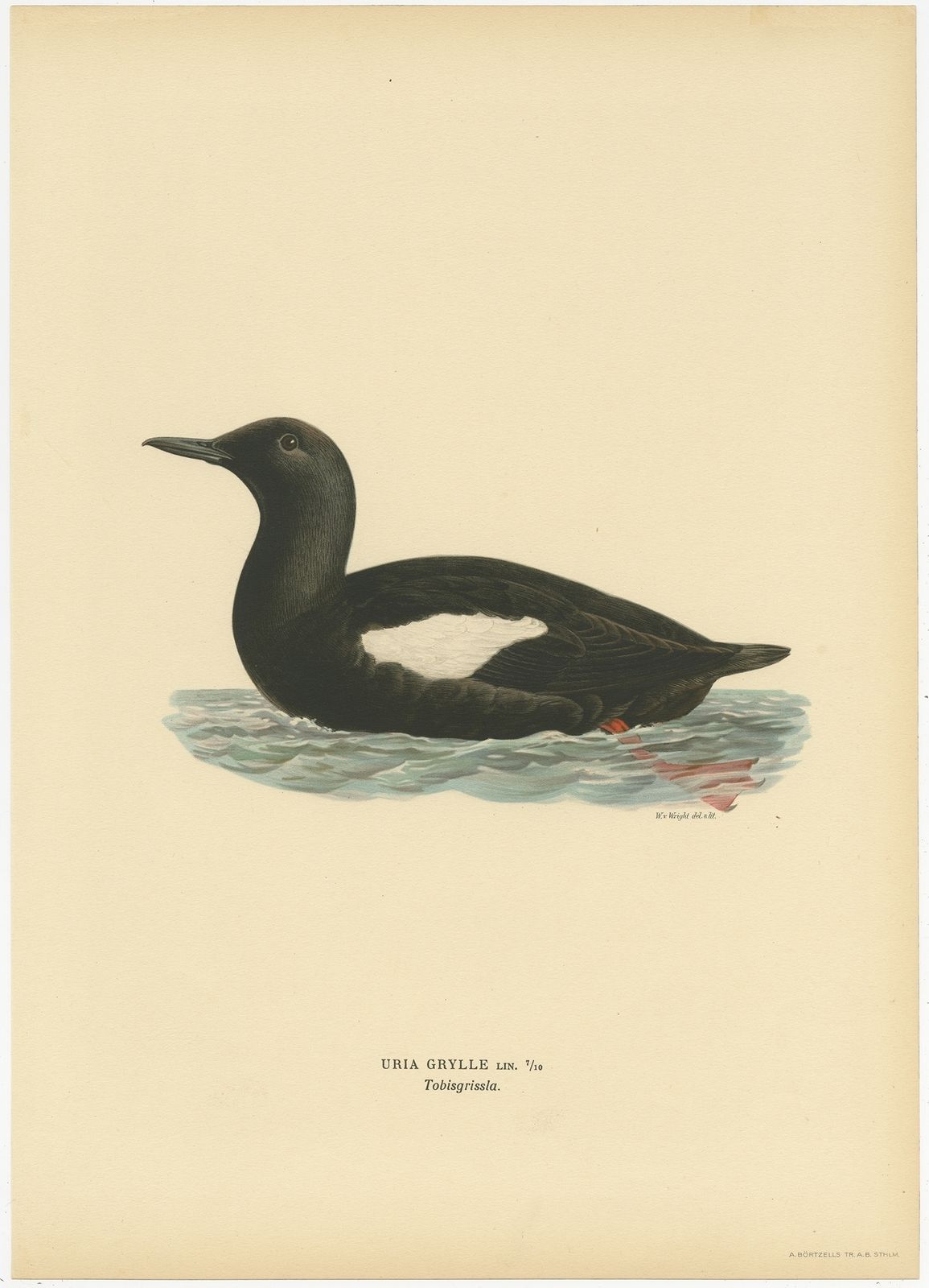 Antique Bird Print Of The Black Guillemot By Von Wright (1929)