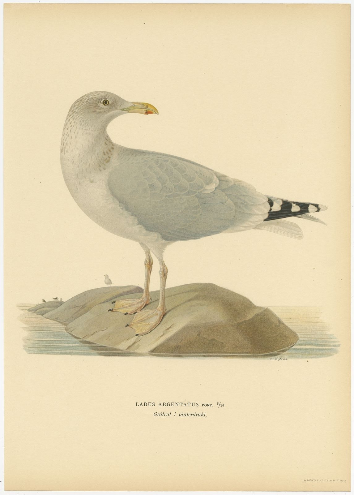 Antique Bird Print Of The European Herring Gull (Winter) By Von Wright (1929)
