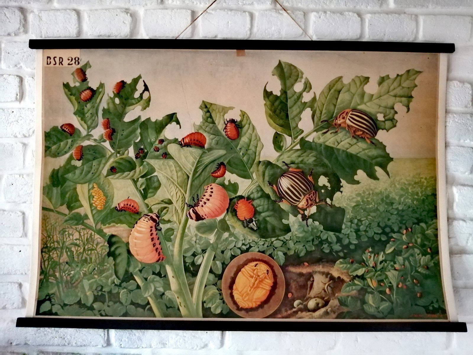 Mid Century Poster Van De Coloradokever