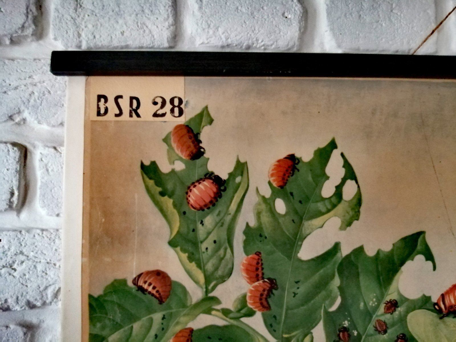 Mid Century Poster Van De Coloradokever photo for sale