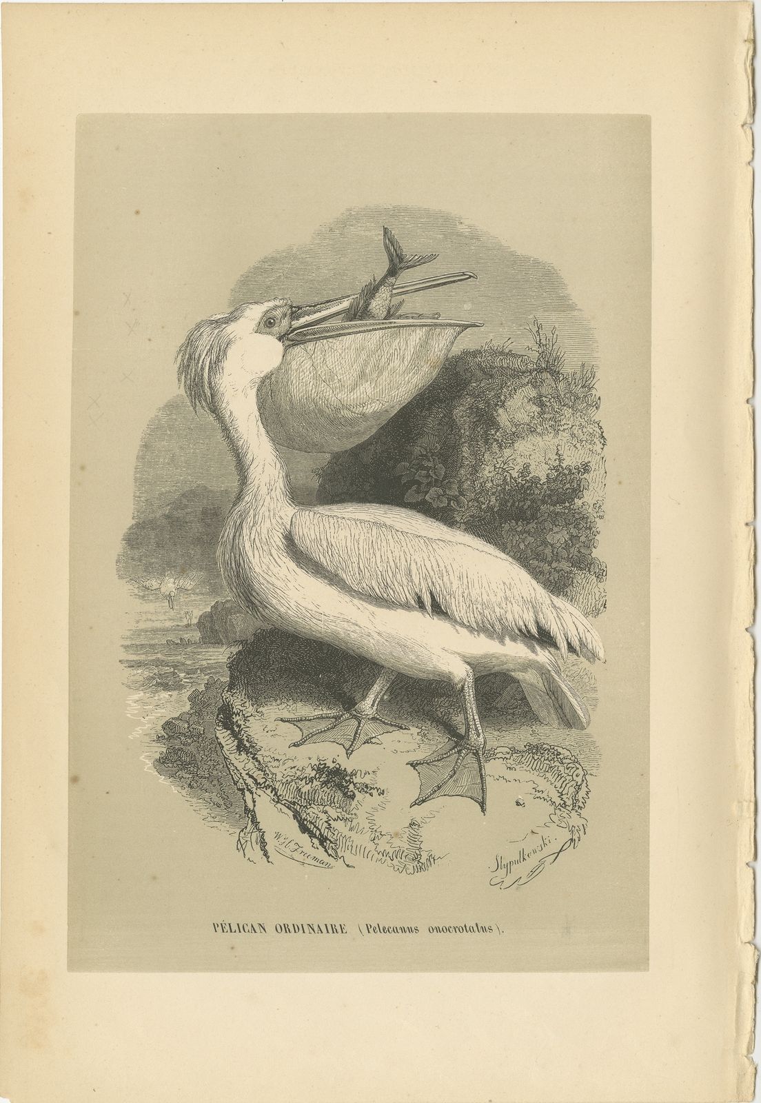 Antique Bird Print Of The Great White Pelican By Le Maout (1853)