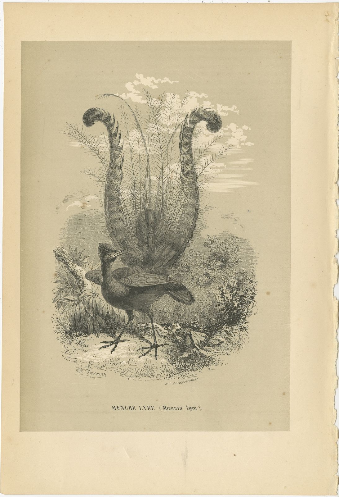 Antique Bird Print Of A Lyrebird By Le Maout (1853)