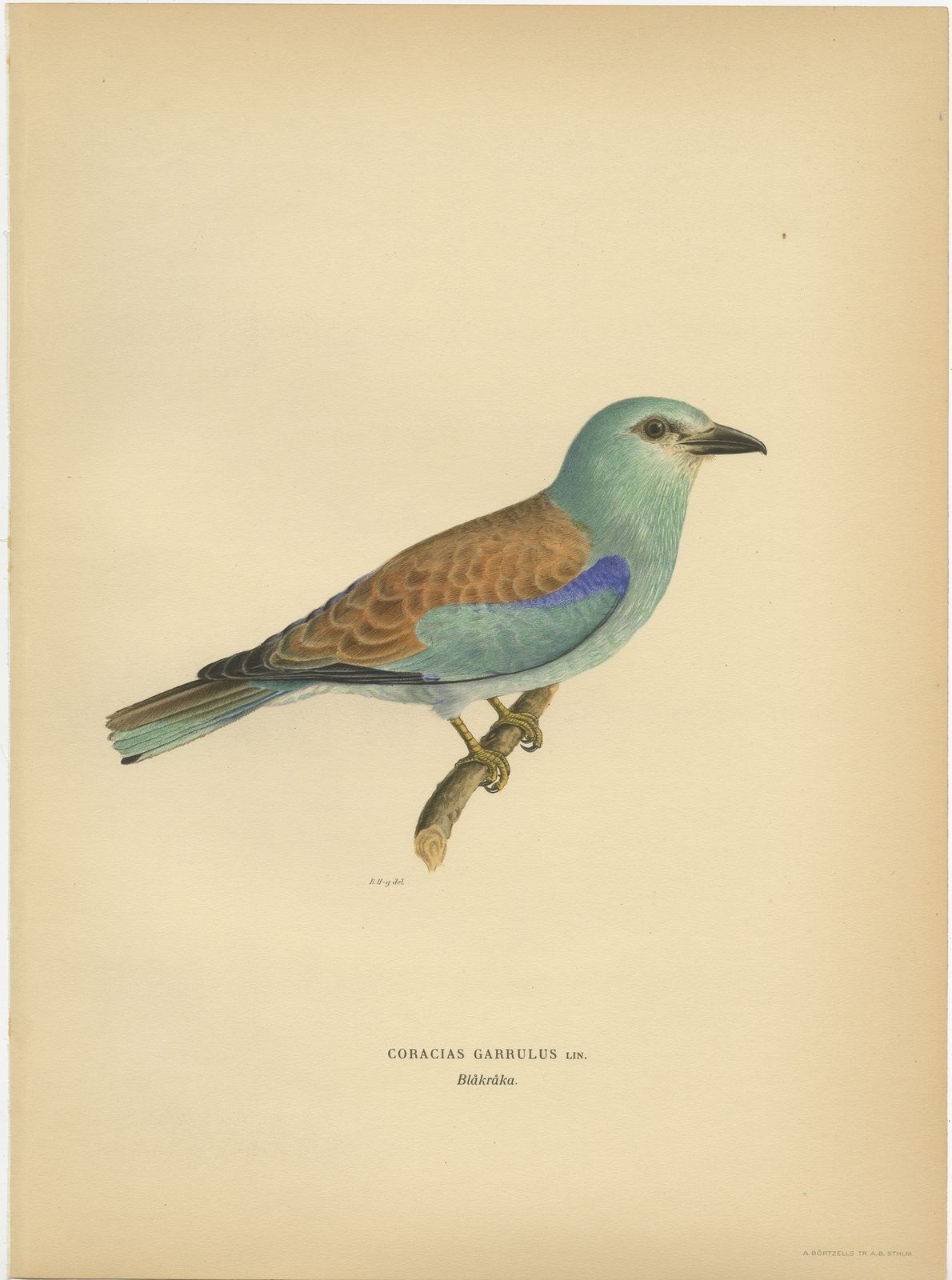 Antique Bird Print Of The European Roller By Von Wright (1927)