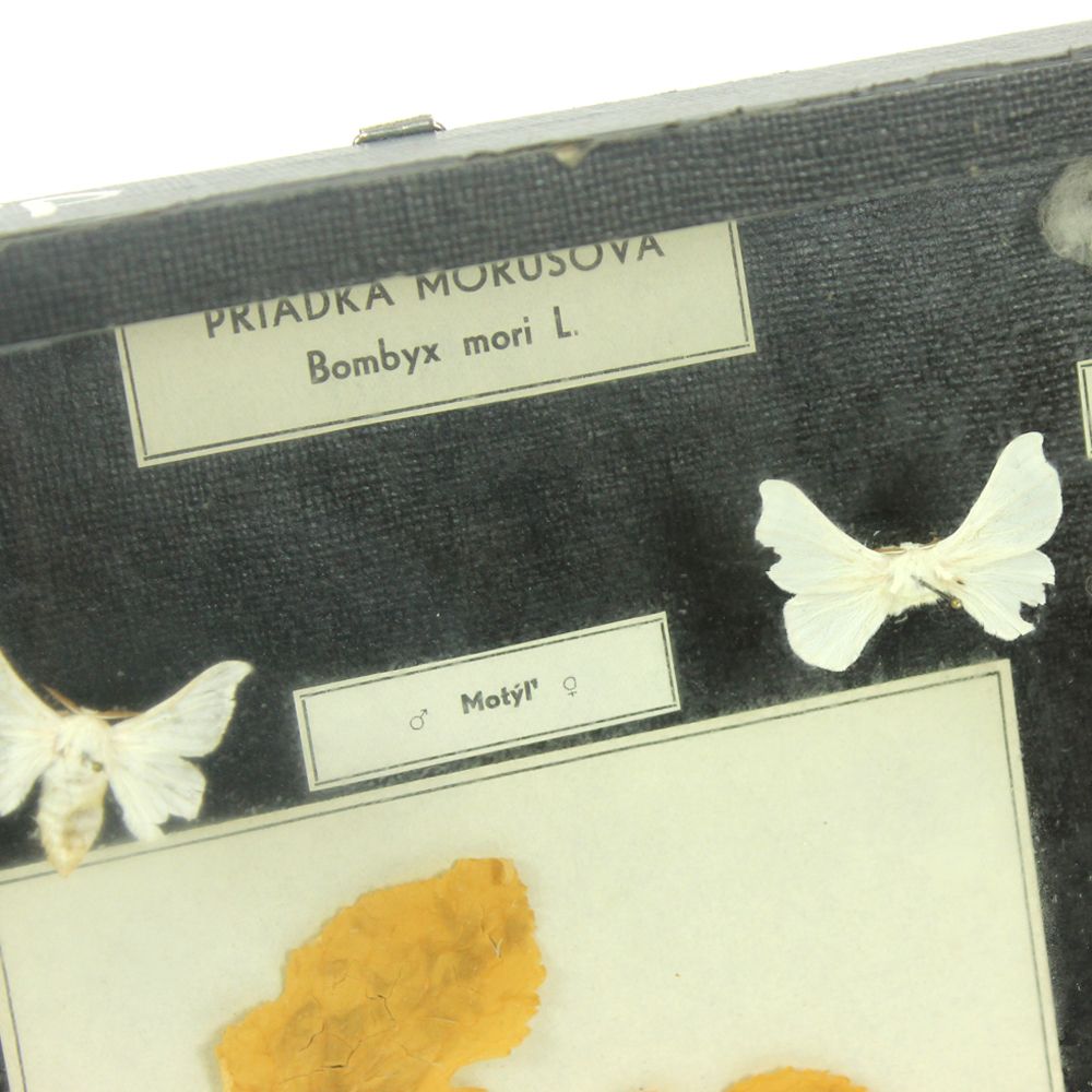Rare School Model Of Silk Moth Life, Wall Art, Czechoslovakia, Circa 1960 photo vinterior