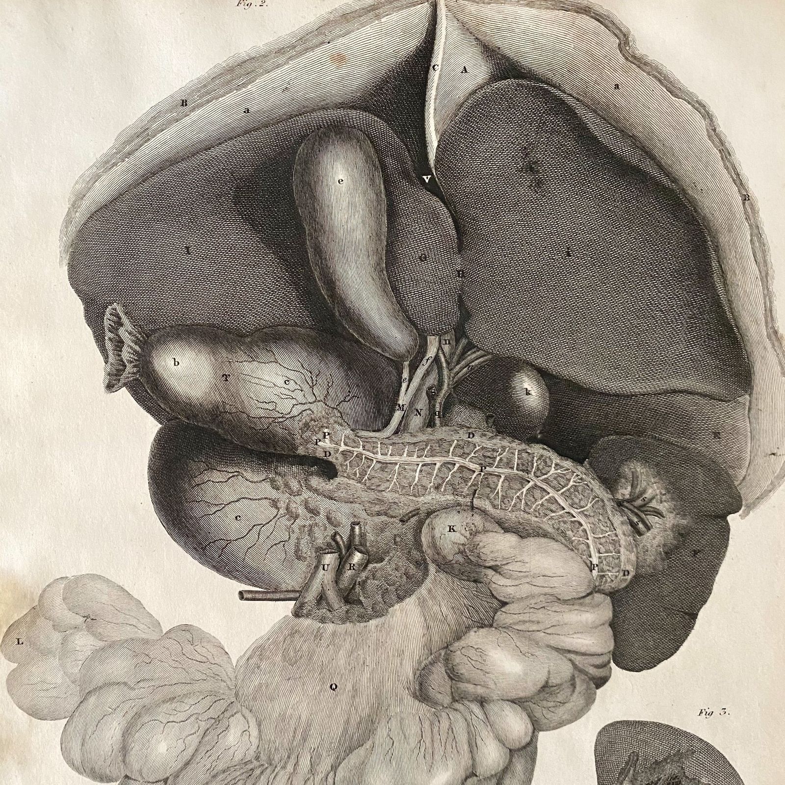 Anatomical Organs 1, Lizars 1824 'System Of Anatomical Plates' photo for sale