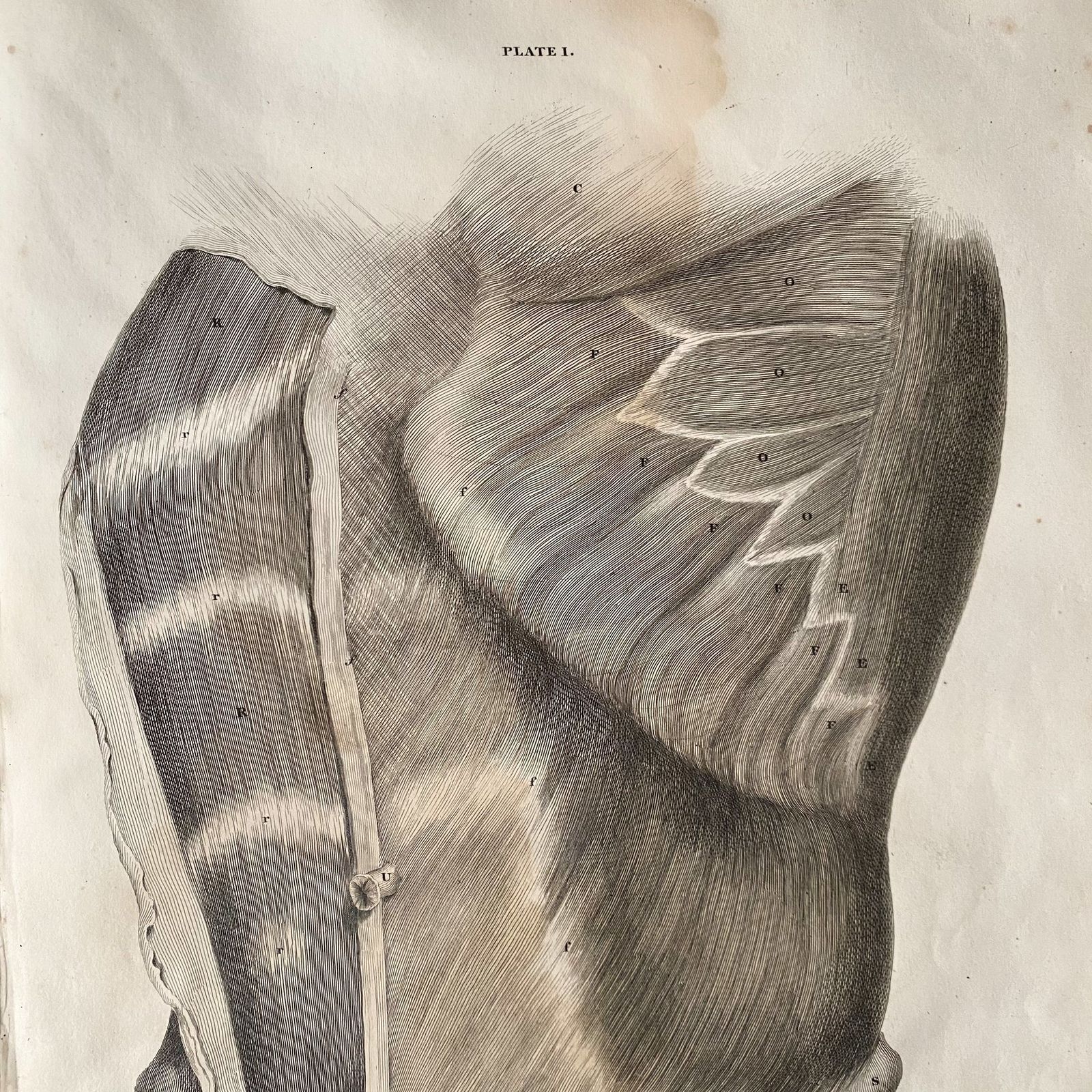 Anatomical Male Lower Body 2, Lizars 1824 'System Of Anatomical Plates' photo for sale