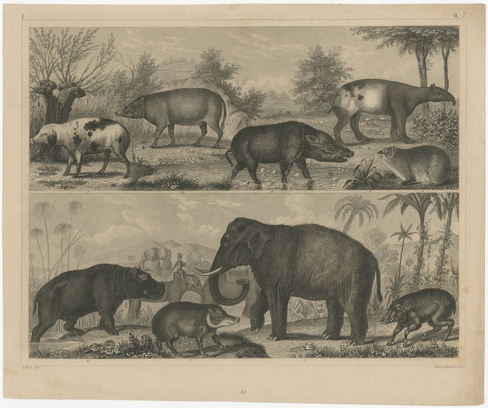 Antique Print Of An Elephant, Tapir And Other Animals By Winkles (C.1855)