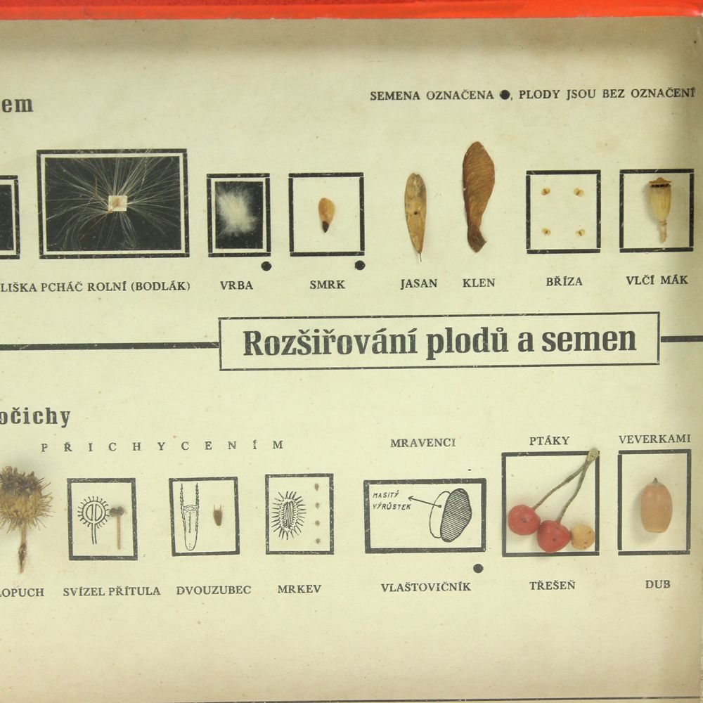 Rare School Model Of Plant Seeds, Wall Art, Czechoslovakia, Circa 1960 photo furniture