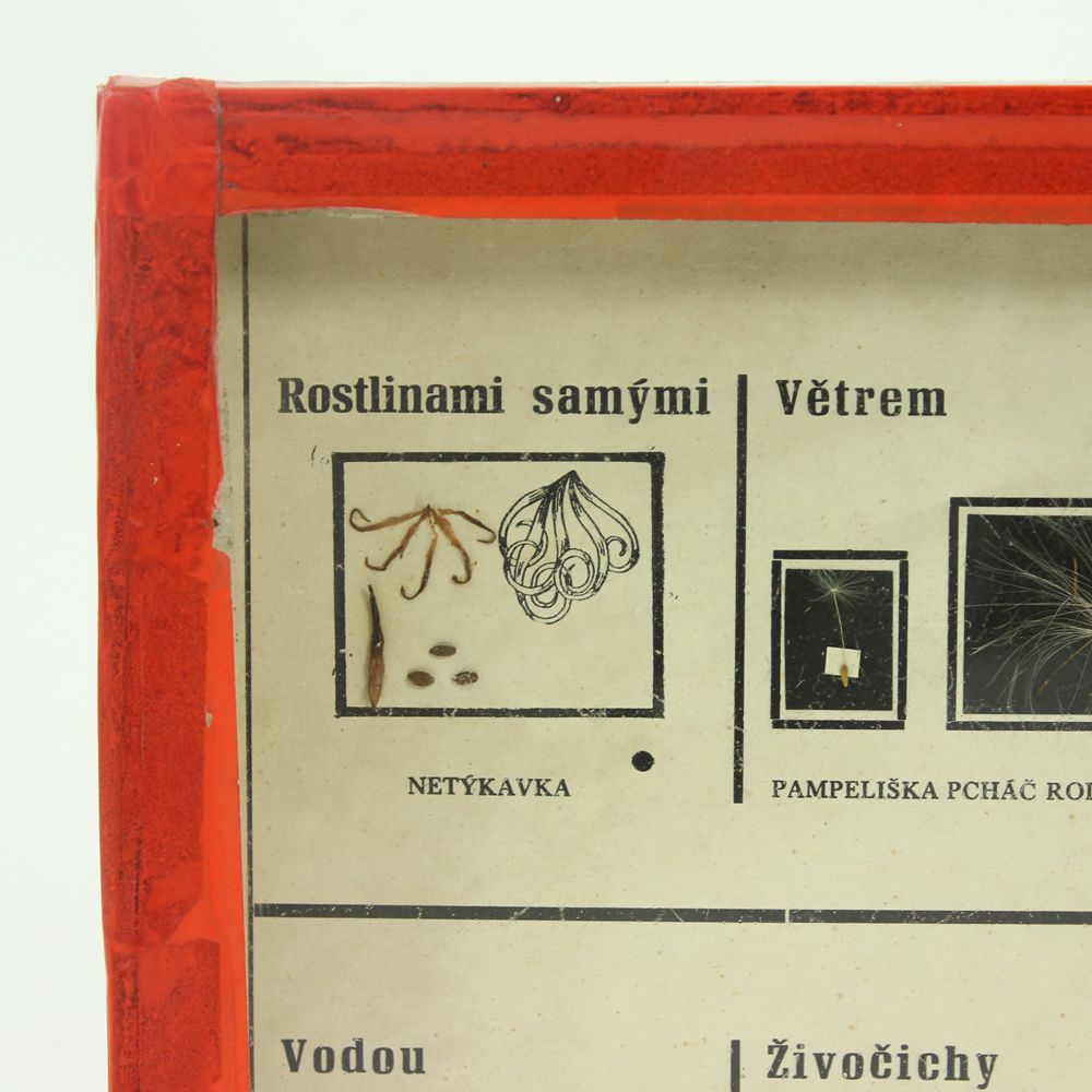 Rare School Model Of Plant Seeds, Wall Art, Czechoslovakia, Circa 1960 photo Art