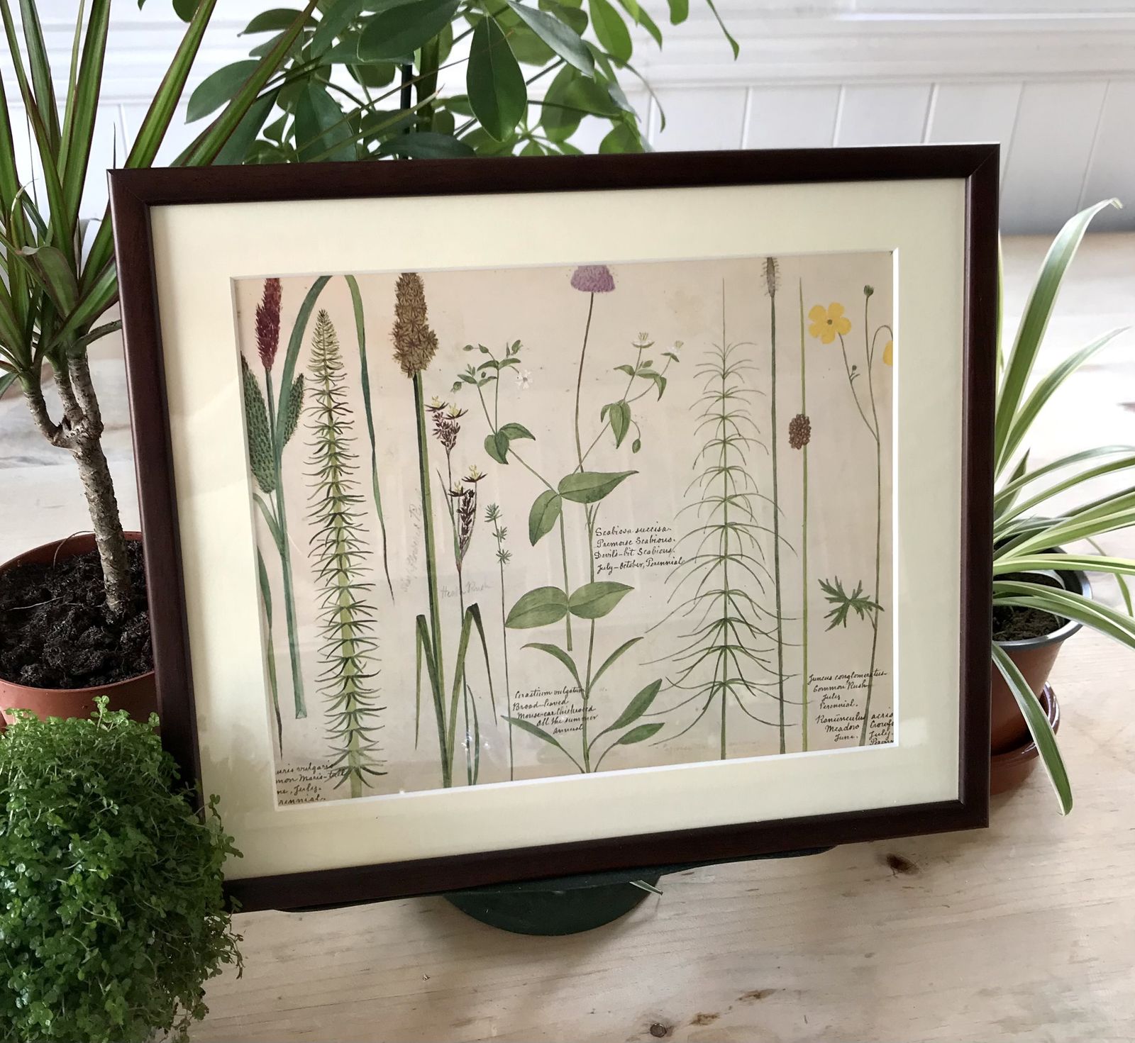 Framed Vintage Wild Flower Prints