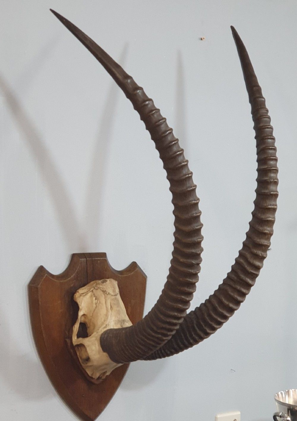 A Large Pair Of African Sable Horns Mounted On Wooden Shield photo for sale