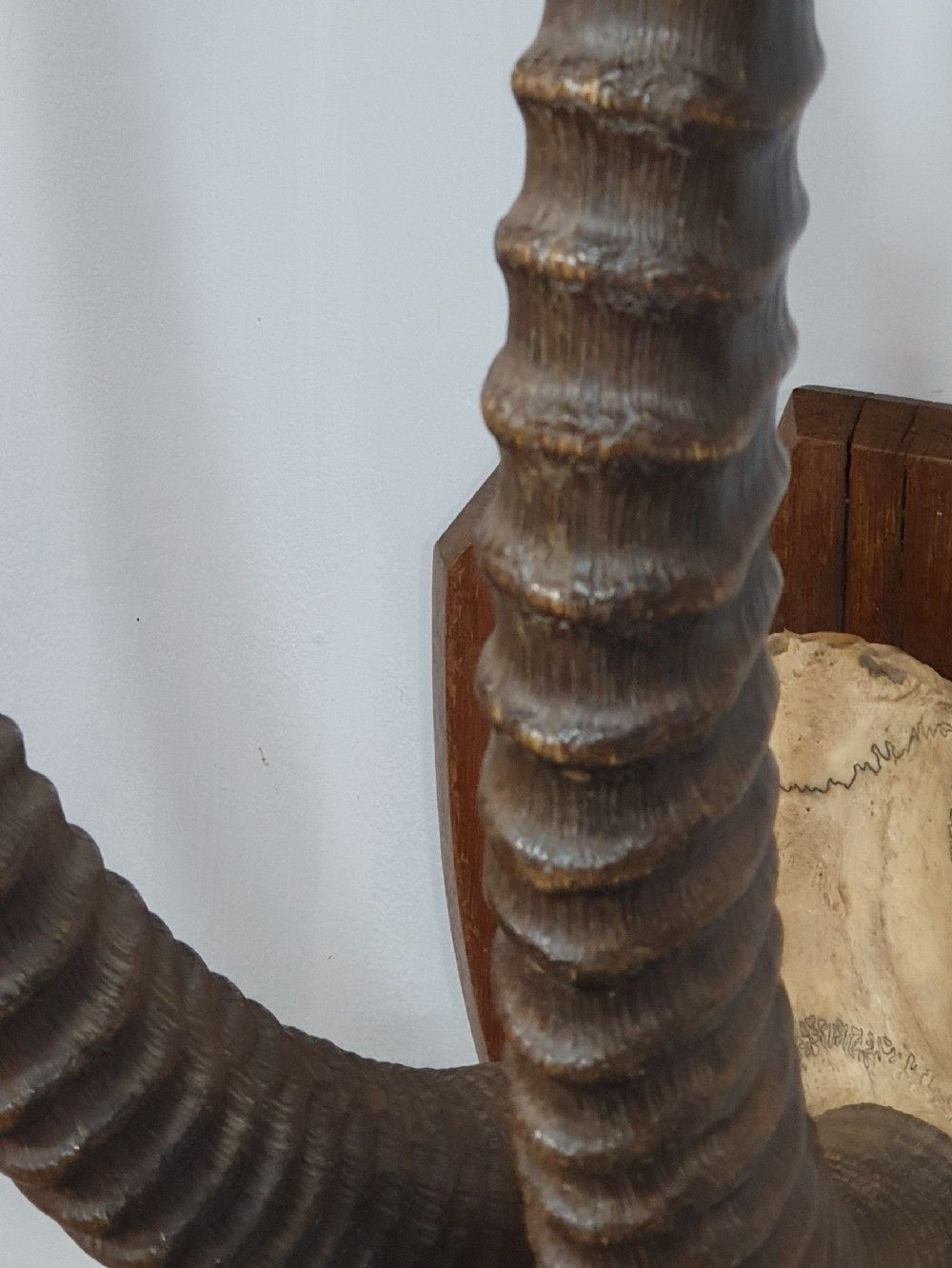 A Large Pair Of African Sable Horns Mounted On Wooden Shield photo Art