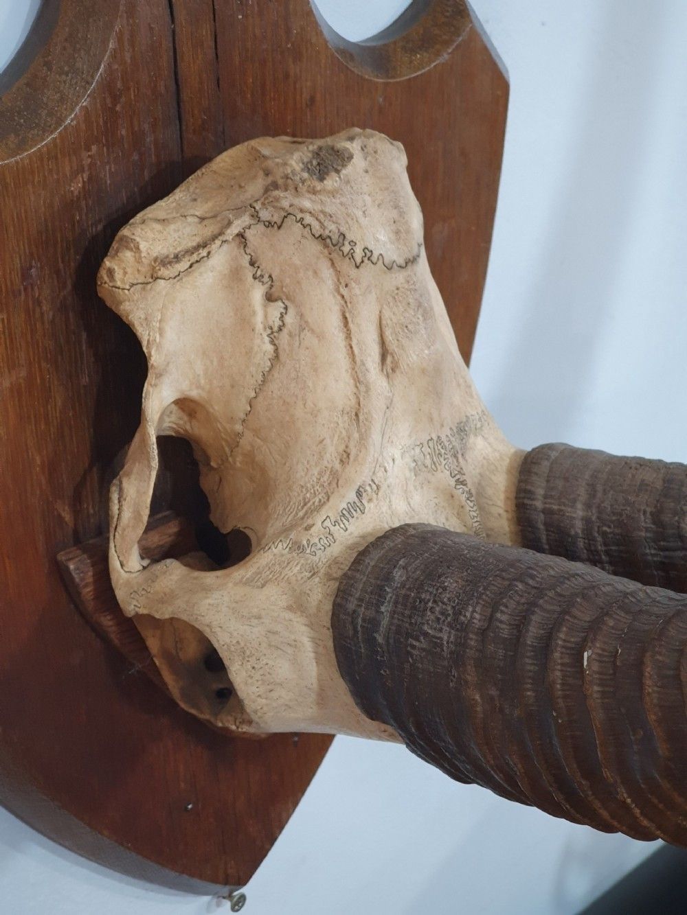 A Large Pair Of African Sable Horns Mounted On Wooden Shield photo 633.0