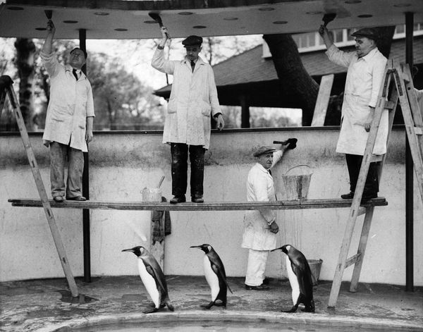 ' Penguins Decoration ' By Fox Photos Resin