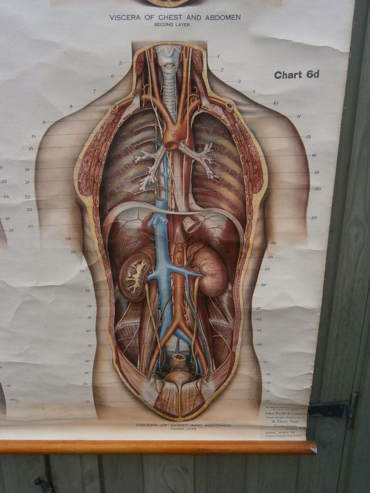 Adam, Rouilly & Co, Large American Frohse Anatomical Chart No6 Chest And Abdomen, 1970s photo 195.0