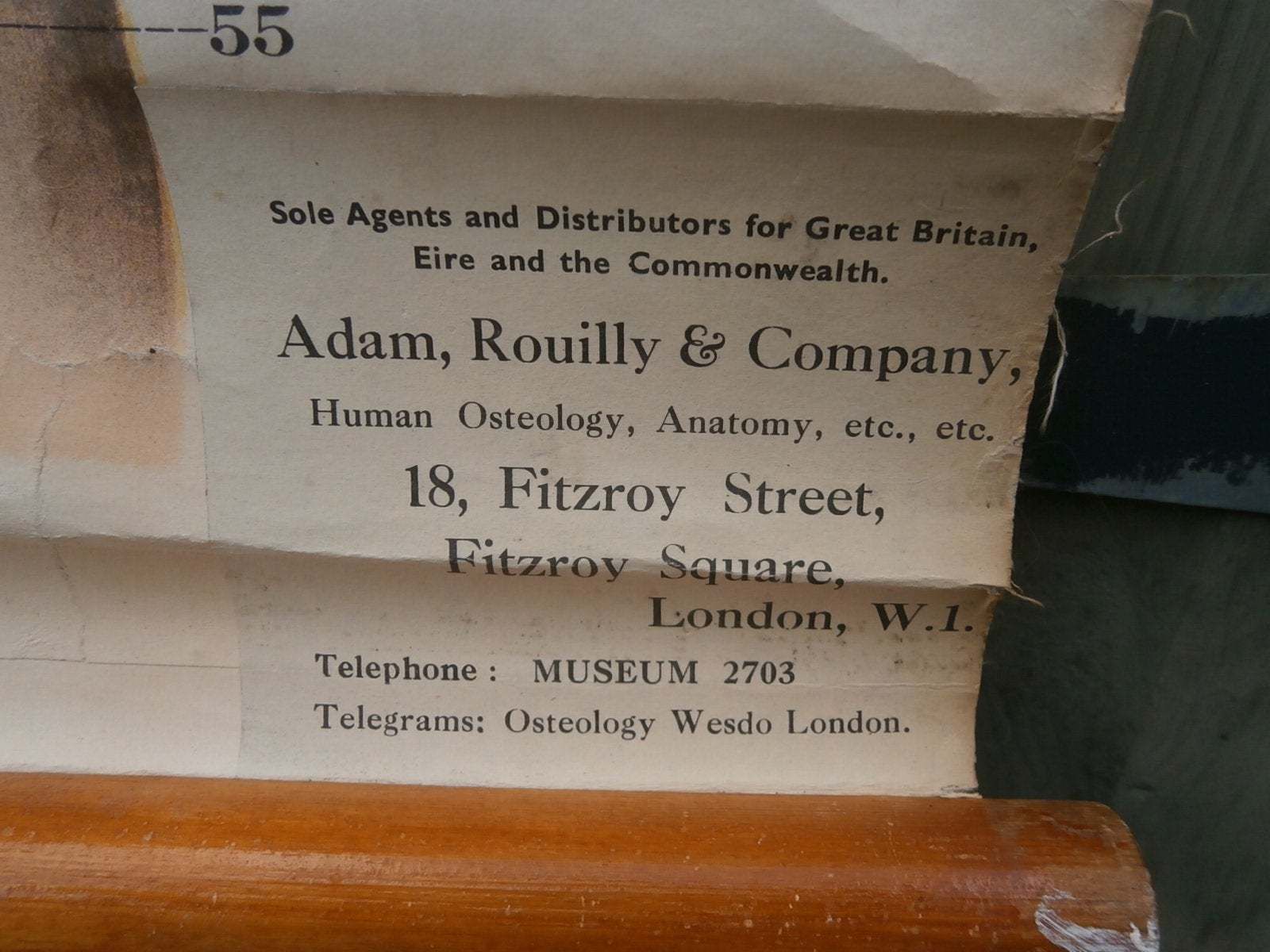 Adam, Rouilly & Co, Large American Frohse Anatomical Chart No6 Chest And Abdomen, 1970s photo vintage