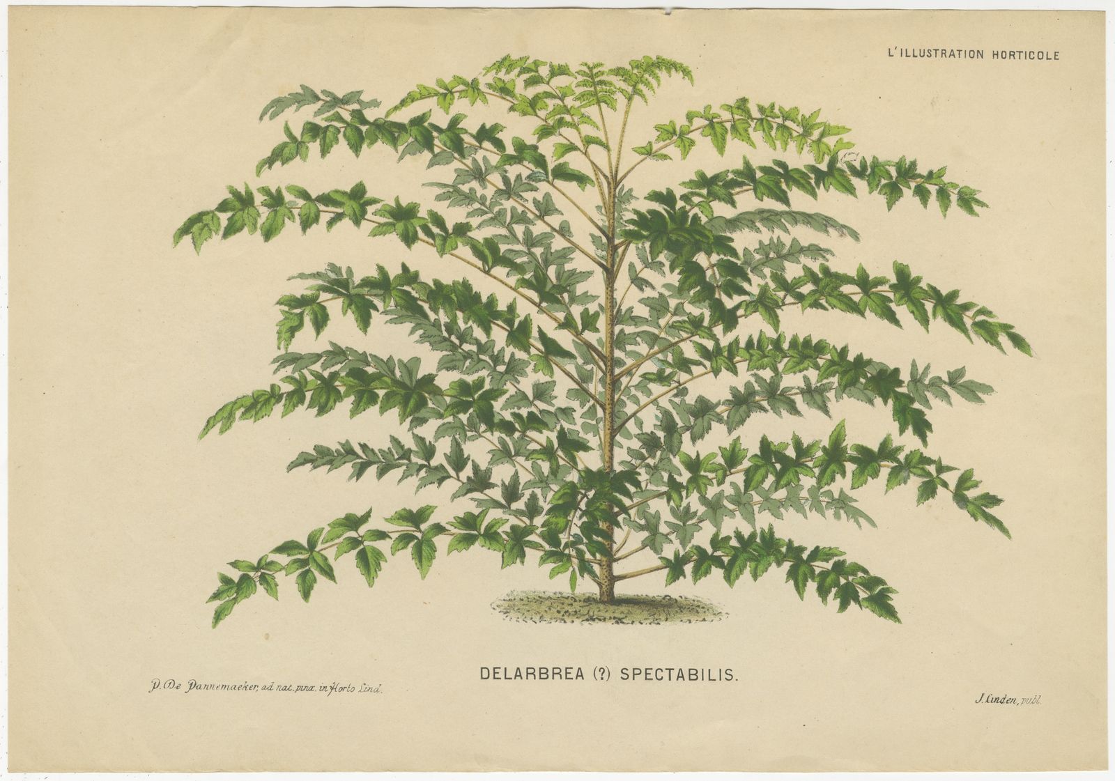 Antique Print Of A Delarbrea Plant By Linden (1878)