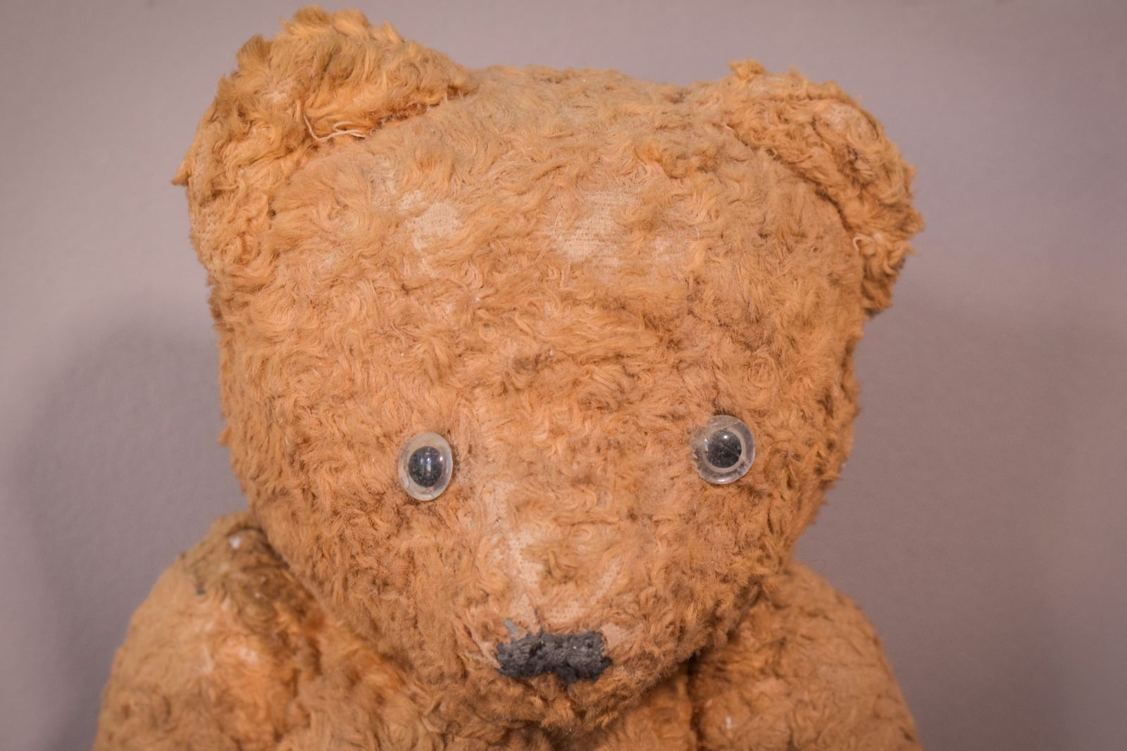 Teddy, Antique photo 244.0