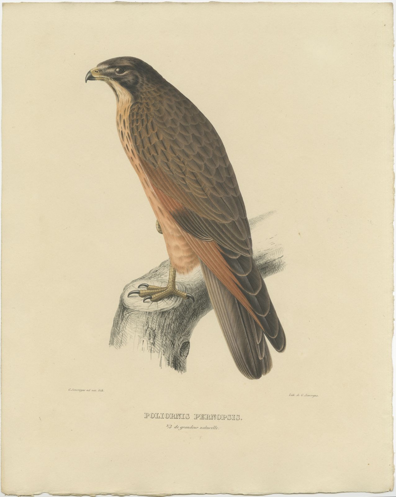 Antique Bird Print Of The Grasshopper Buzzard By Severeyns (C.1850)