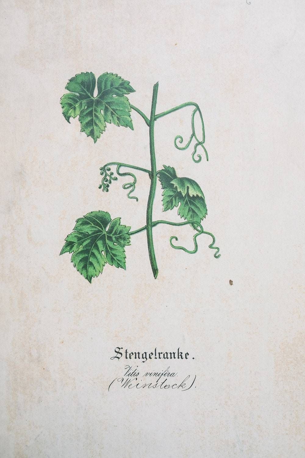 Original Antique Botanical Vintage German Lithograph Print 1850 Meinhold Botany Flowers Plants 19th Century photo 78.0