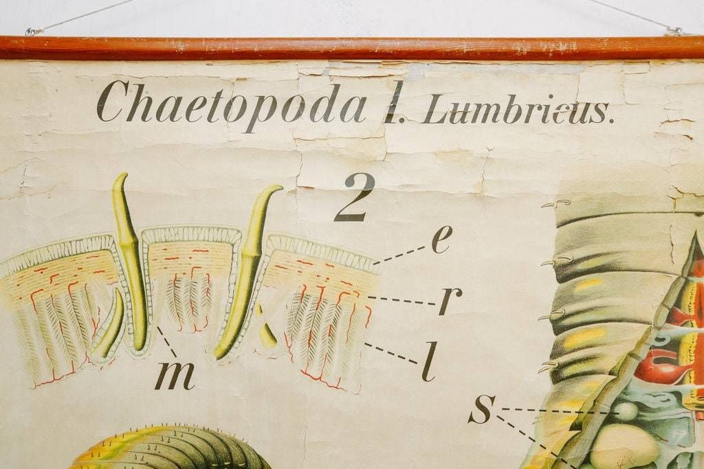 Original Zoological Vintage German School Wall Chart Earthworm Worm Biology Zoology Beautiful Rare Paul Pfurtscheller photo furniture