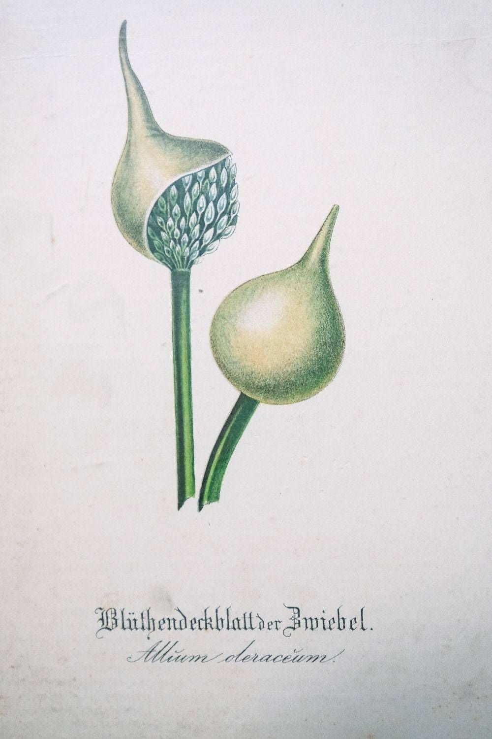Original Antique Botanical Vintage German Lithograph Print 1850 Meinhold Botany Flowers Plants 19th Century photo buy