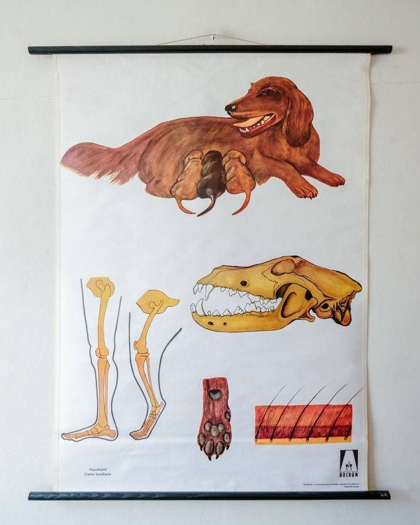 Original Zoological Vintage German School Wall Chart Irish Red Setter Dog Canine