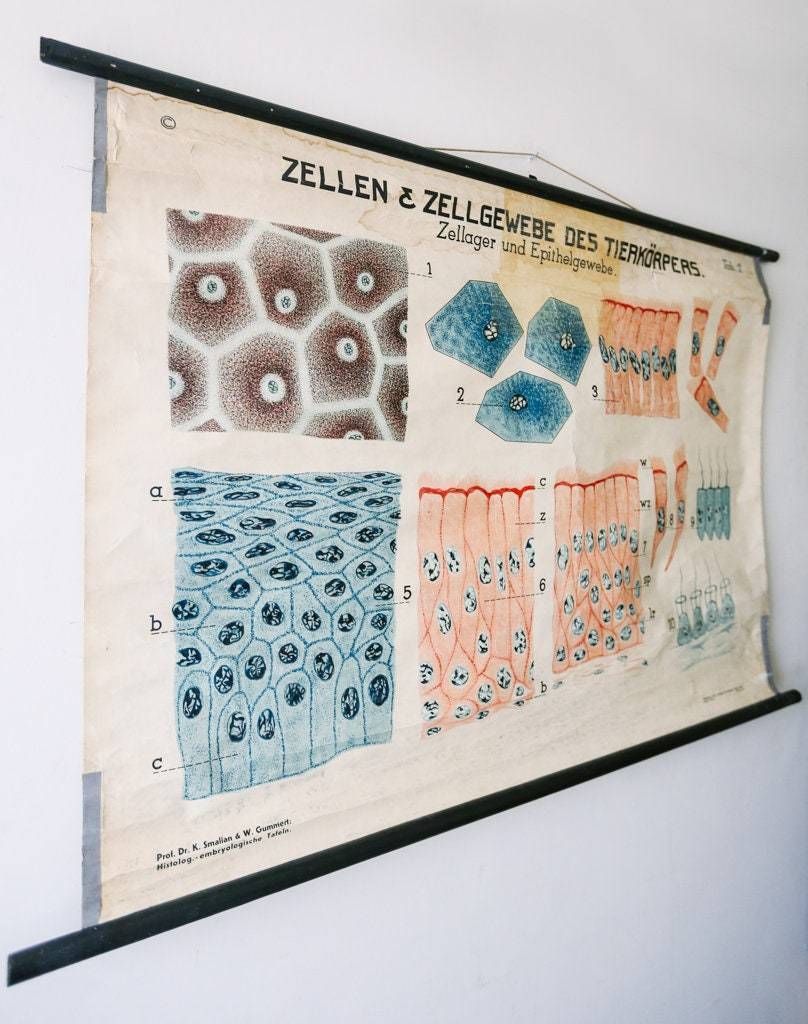 Original Zoological Vintage German School Wall Chart Animal Cells And Tissues Zoology Beautiful Rare DR Smalian photo furniture