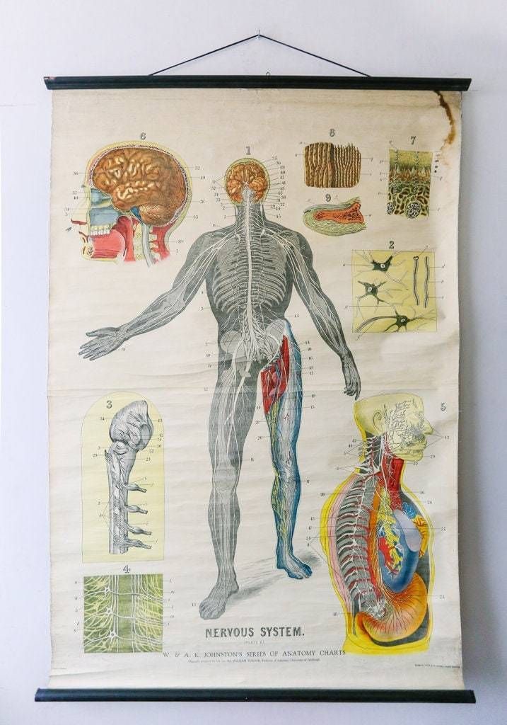 Original Anatomical Vintage British Educational School Wall Chart Nervous System DR Johnston Anatomy Science Beautiful Rare