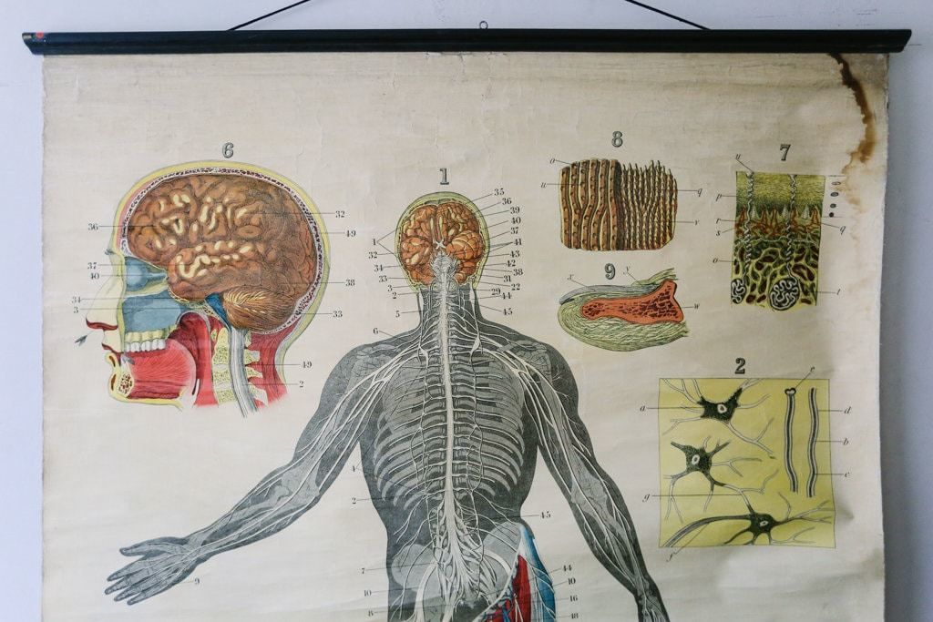 Original Anatomical Vintage British Educational School Wall Chart Nervous System DR Johnston Anatomy Science Beautiful Rare photo Art