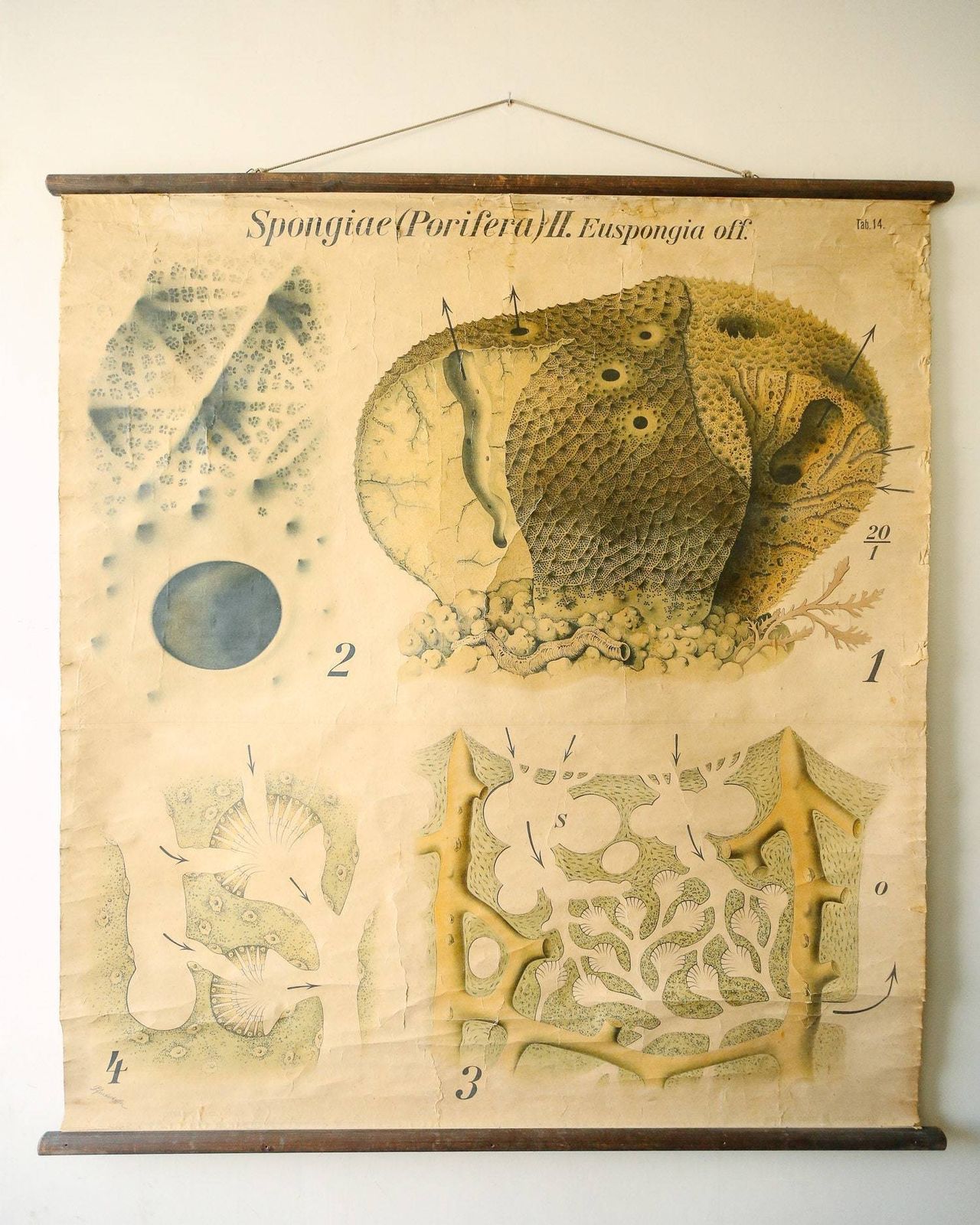 Original Zoological Vintage German School Wall Chart Sea Sponge Sponigae Porifera Marine Biology Rare Paul Pfurtscheller
