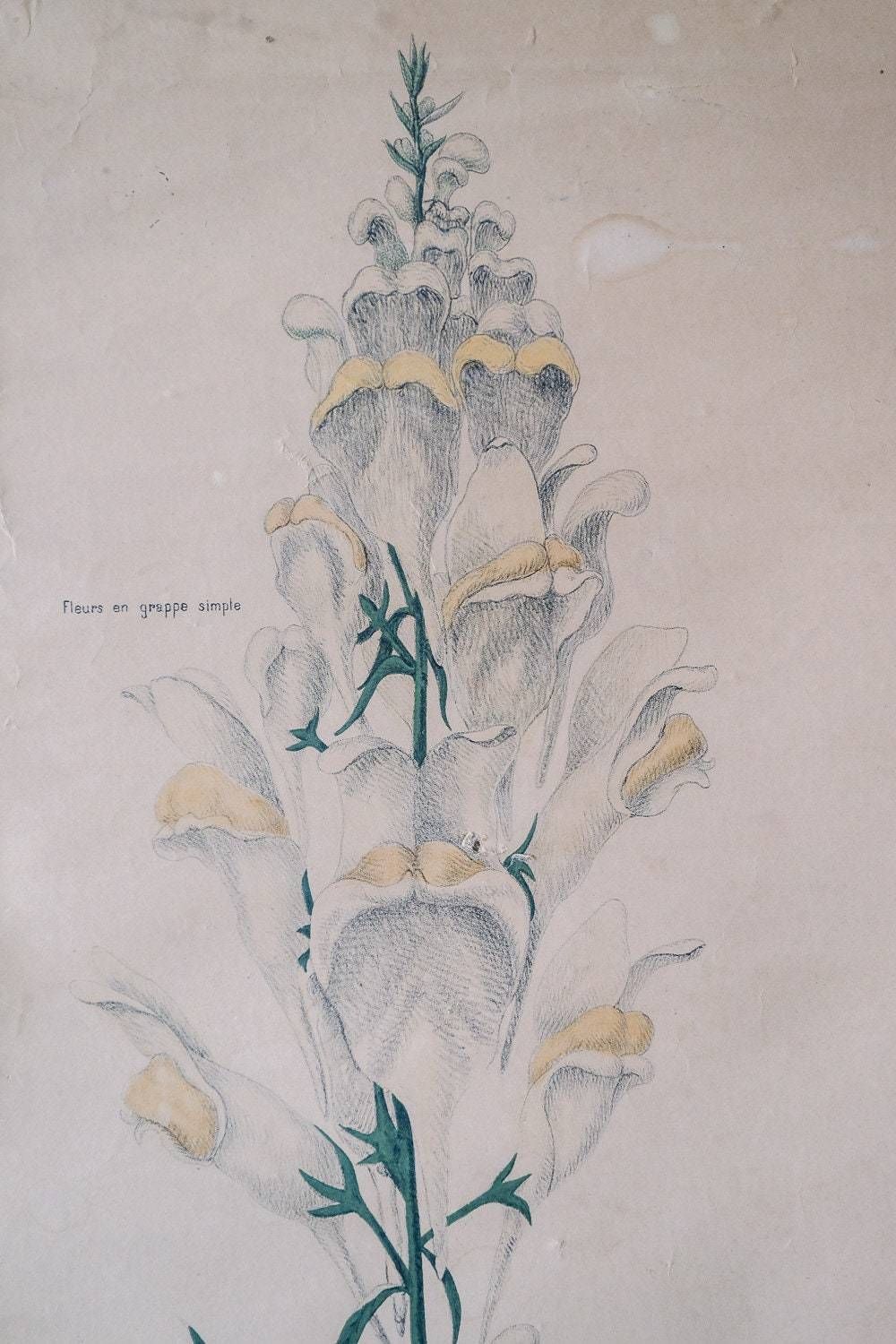 19th Century Original Antique Botanical Vintage French School Wall Chart Linaire Toadflax Botany Study Wild Flower Rare Emile Deyrolle photo Art