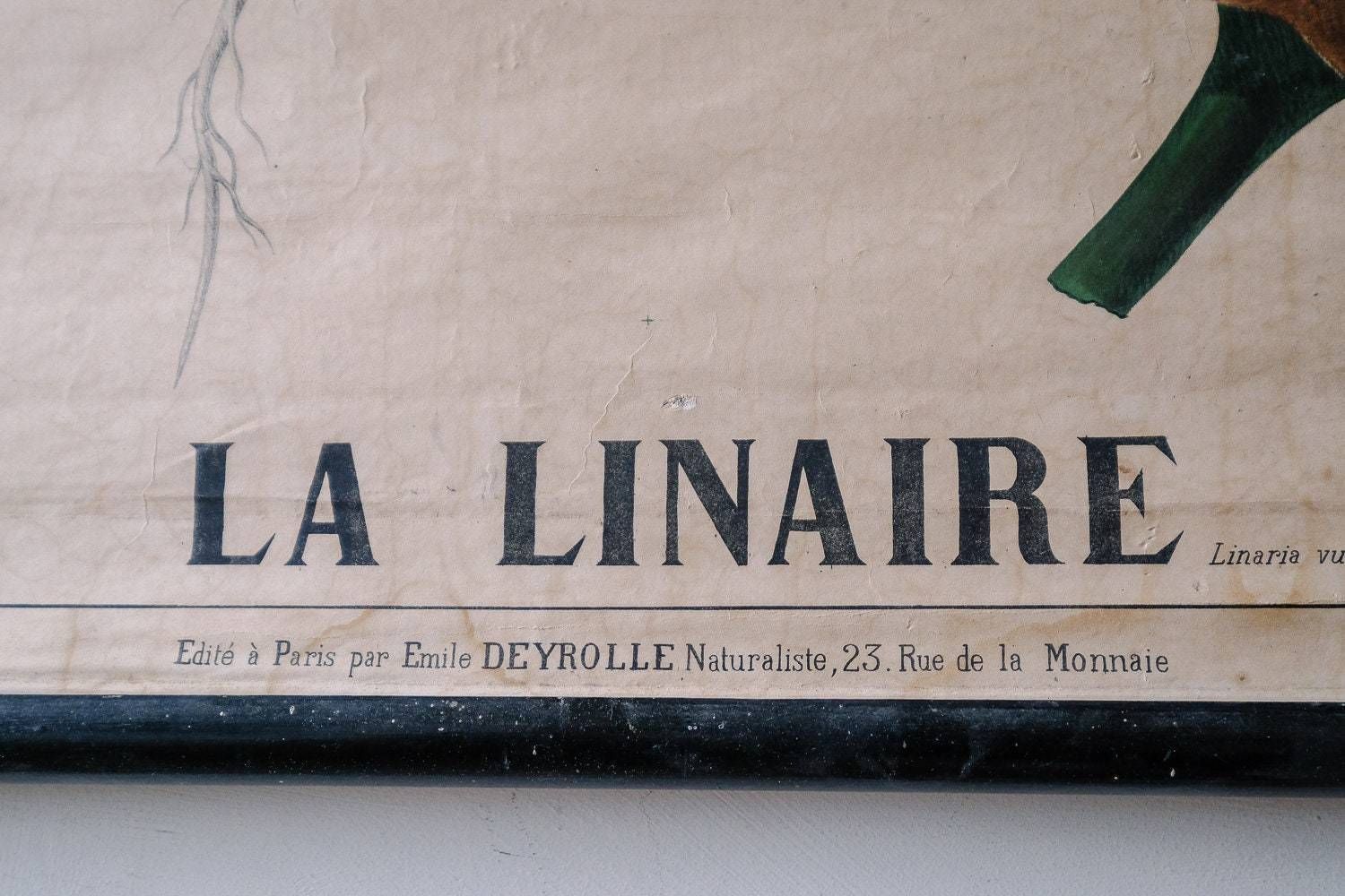 19th Century Original Antique Botanical Vintage French School Wall Chart Linaire Toadflax Botany Study Wild Flower Rare Emile Deyrolle photo vinterior