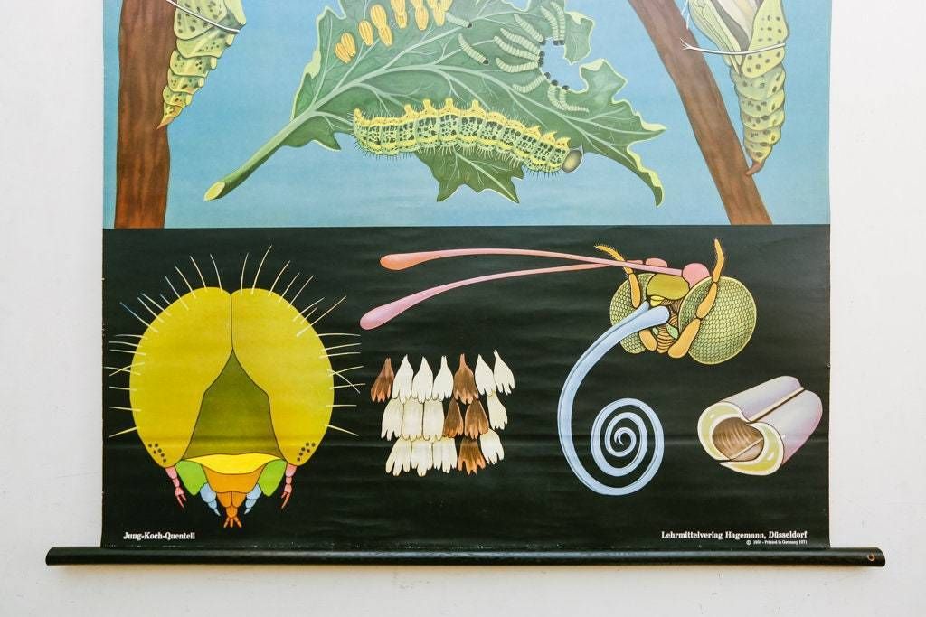 Original Zoological Vintage German School Wall Chart White Cabbage Butterfly Zoology Beautiful Rare Jung Koch Quentell photo for sale