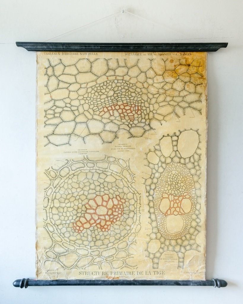 Late 19th Century Original Botanical Vintage French School Wall Chart Plant Anatomy Botany Root Structure Beautiful Rare Bonnier Mangin